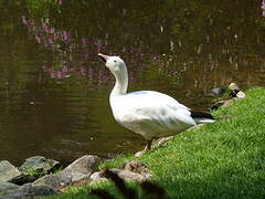 Snow Goose