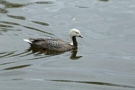 Emperor Goose