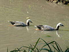 Emperor Goose