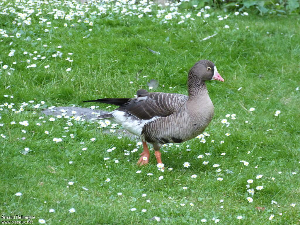 Lesser White-fronted Gooseadult, identification