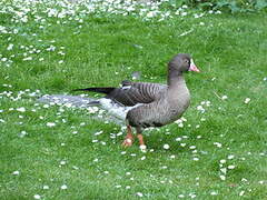 Lesser White-fronted Goose