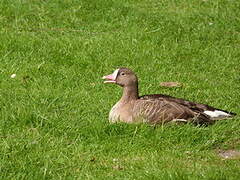 Lesser White-fronted Goose