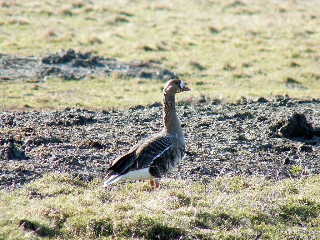 Greater White-fronted Goose