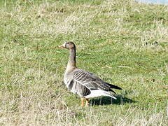 Greater White-fronted Goose