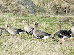 Greater White-fronted Goose