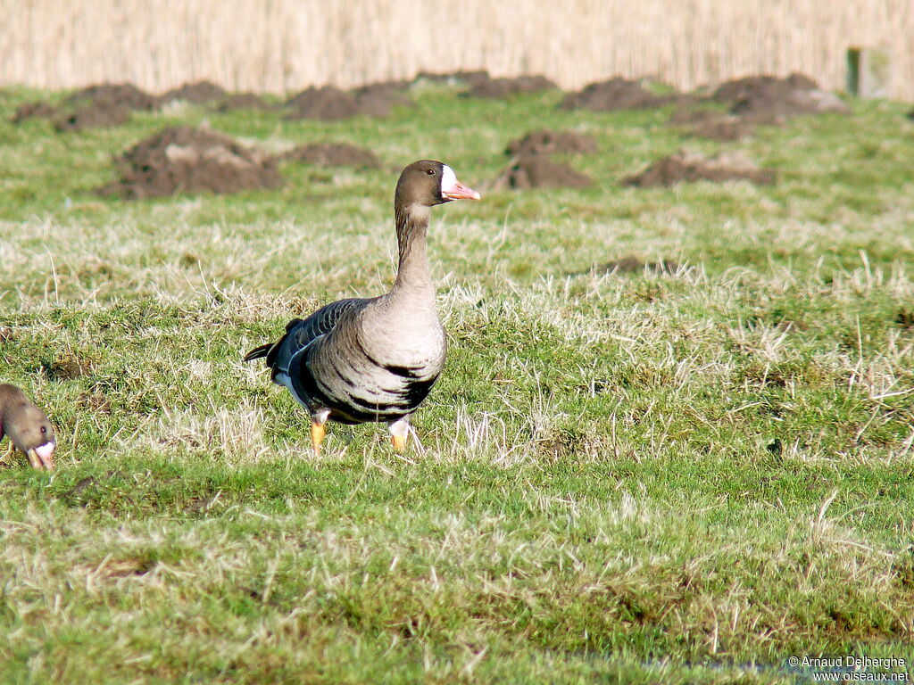 Greater White-fronted Goose