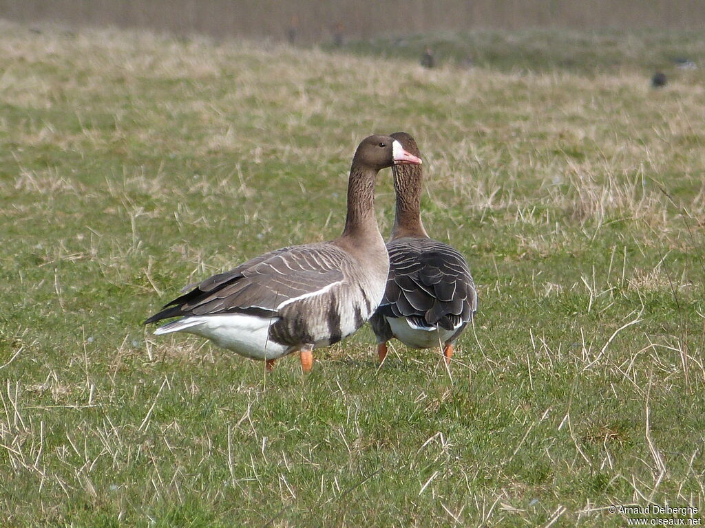 Greater White-fronted Goose