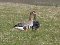 Greater White-fronted Goose