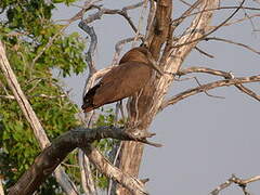 Hamerkop