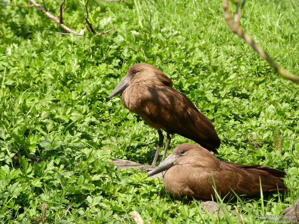 Hamerkop