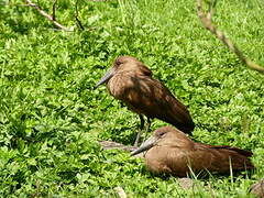 Hamerkop