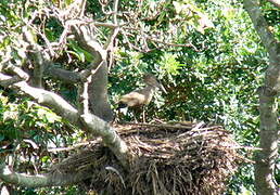 Hamerkop