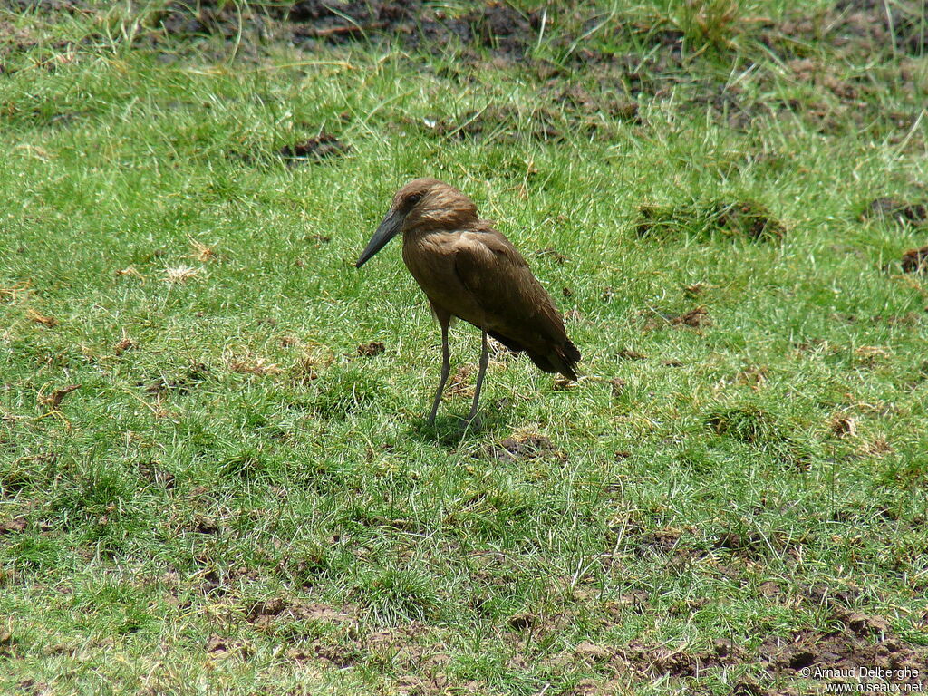 Hamerkop