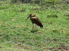 Hamerkop