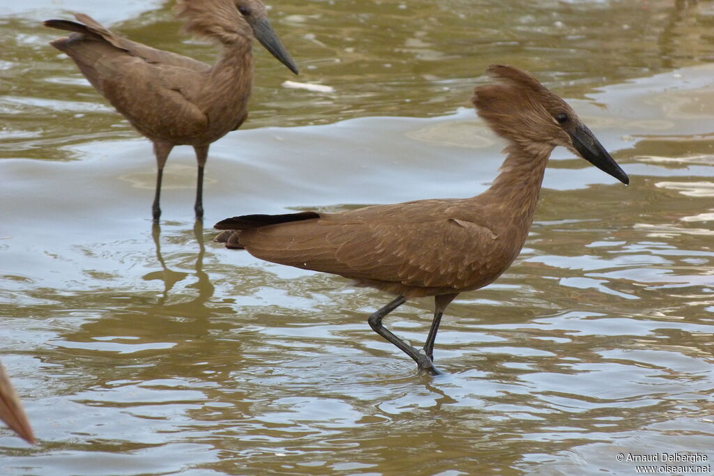 Hamerkop