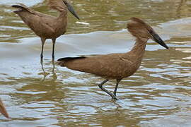 Hamerkop