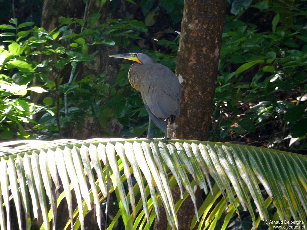 Bare-throated Tiger Heron