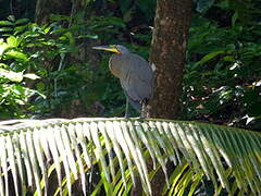 Bare-throated Tiger Heron