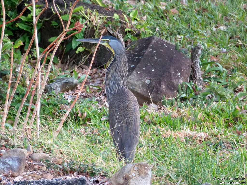 Bare-throated Tiger Heron