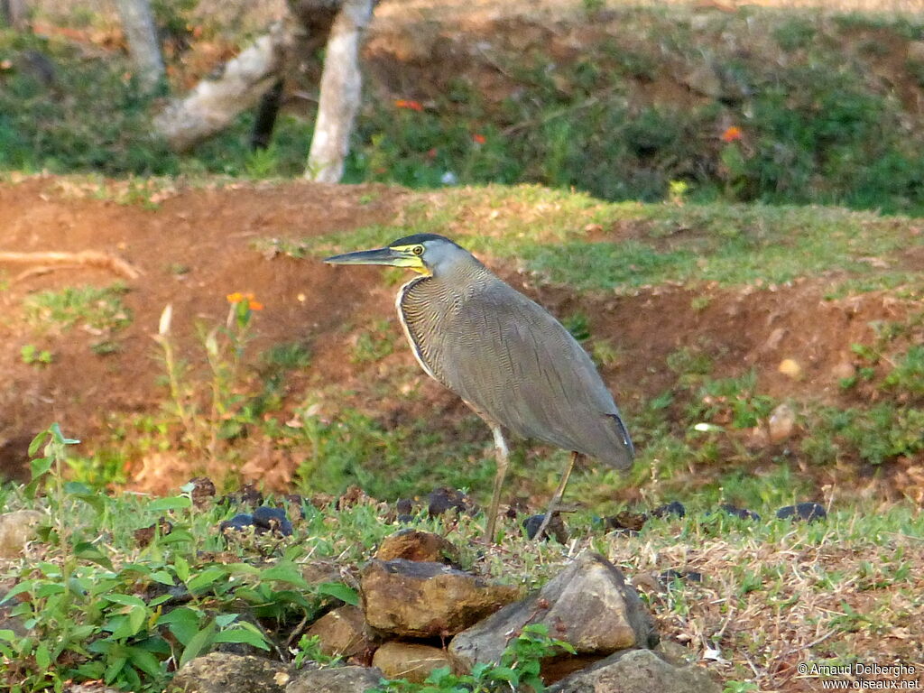 Bare-throated Tiger Heron