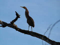 Rufescent Tiger Heron