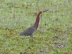 Rufescent Tiger Heron