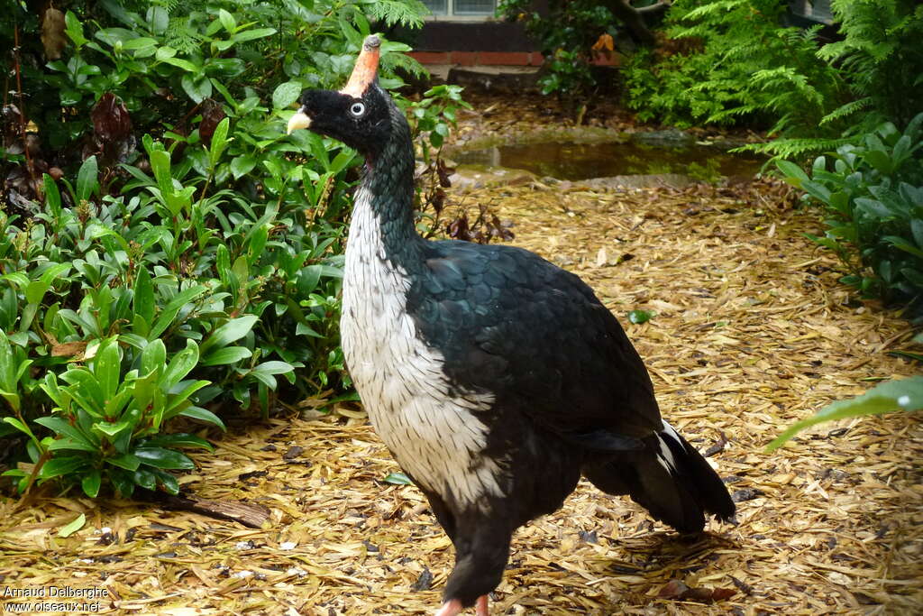 Horned Guanadult, identification