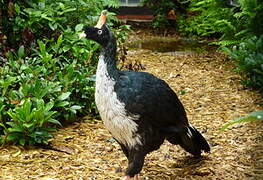 Horned Guan