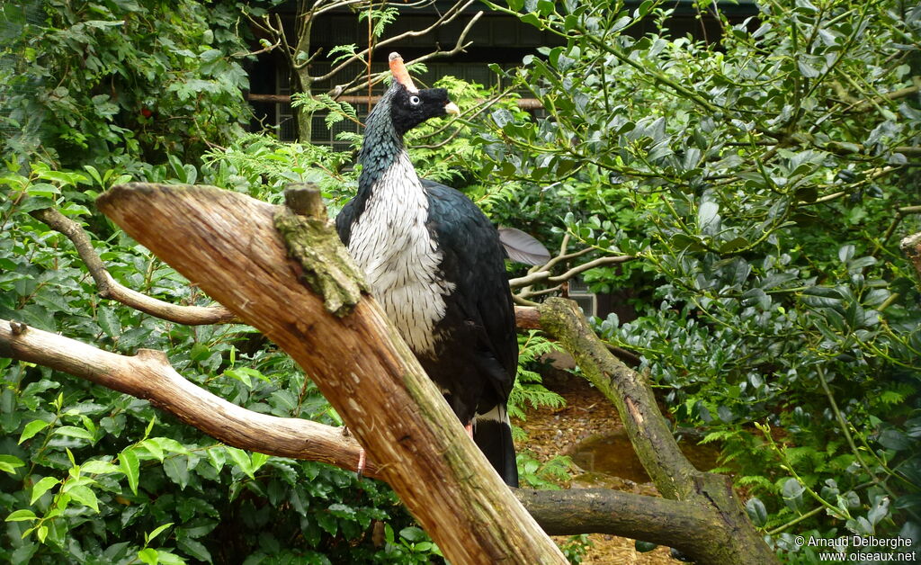 Horned Guan