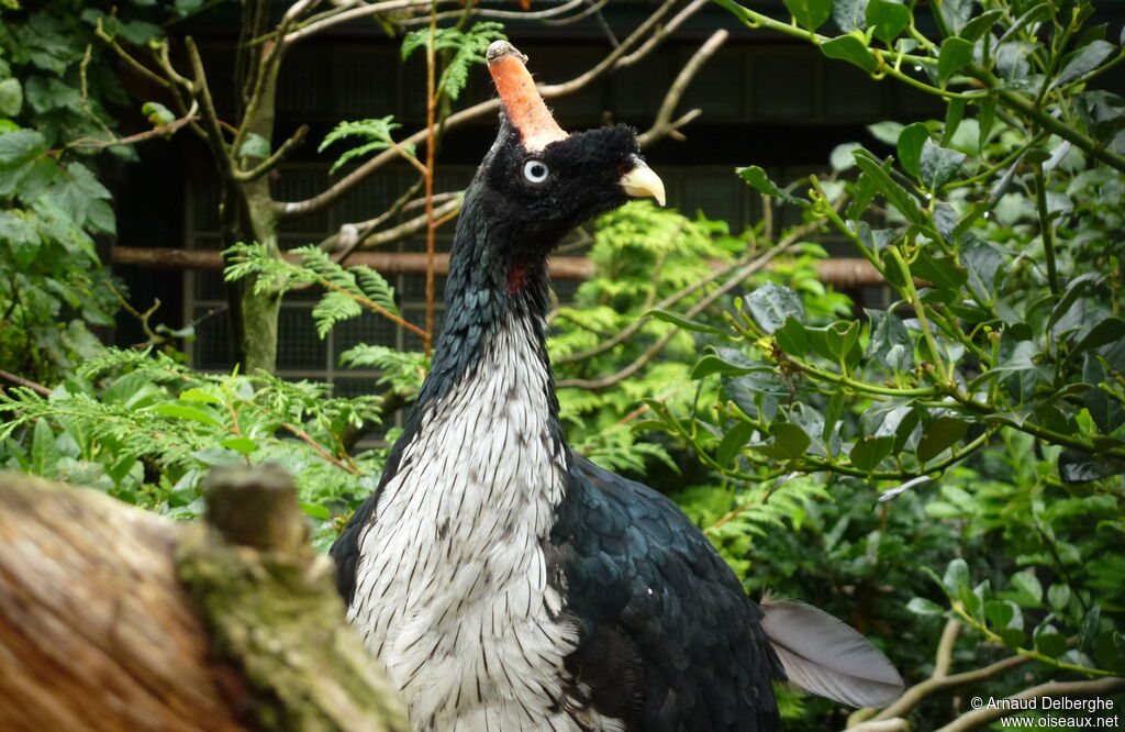 Horned Guan