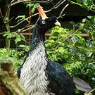 Oréophase cornu