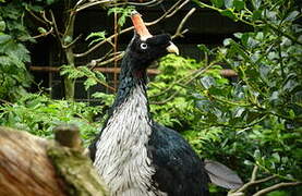 Horned Guan