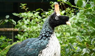 Horned Guan