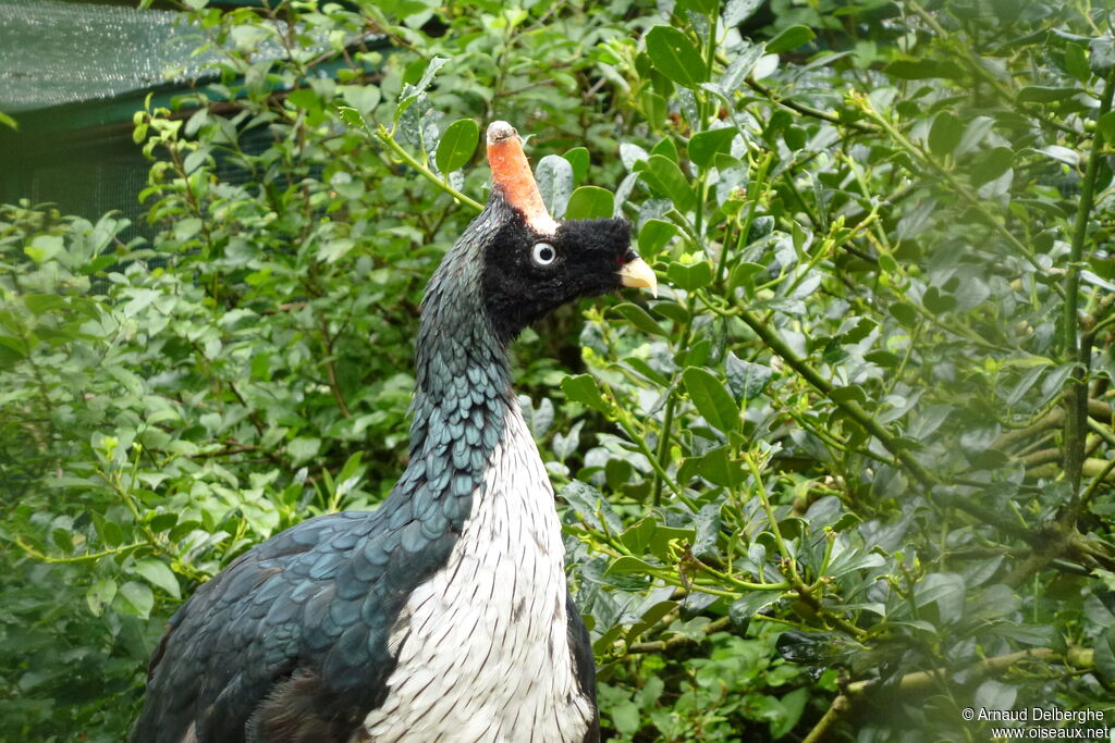 Horned Guan