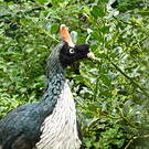 Oréophase cornu