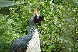 Horned Guan