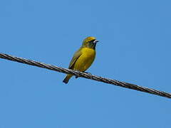 Yellow-crowned Euphonia