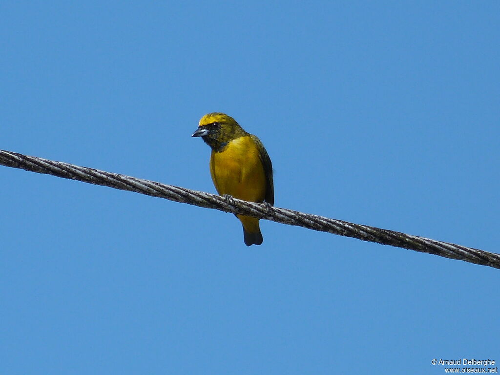 Organiste à calotte jaune