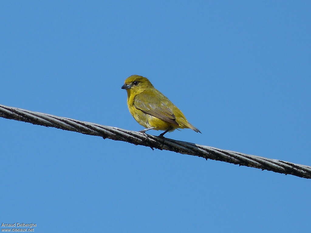 Organiste à calotte jaune femelle, identification