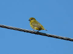 Yellow-crowned Euphonia