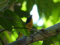 Yellow-throated Euphonia