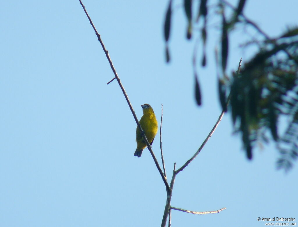 White-lored Euphonia