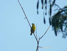 White-lored Euphonia