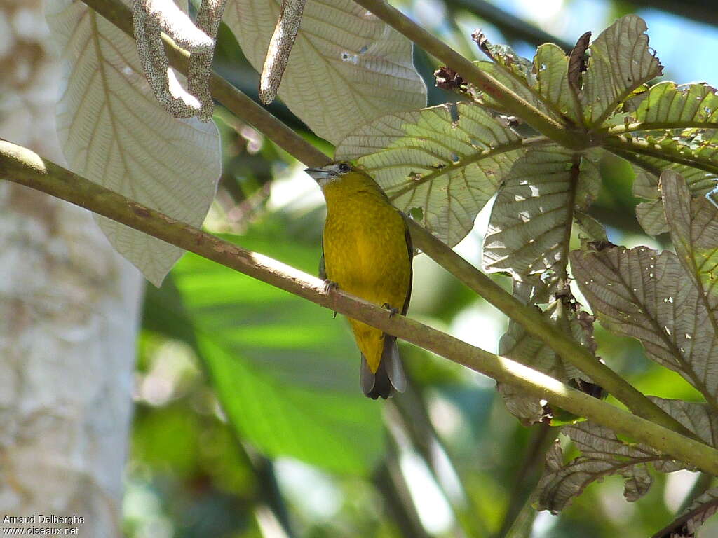 White-lored Euphonia male adult, habitat, pigmentation