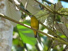 White-lored Euphonia