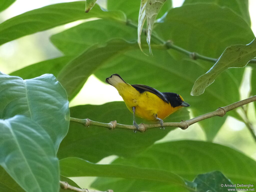 Violaceous Euphonia