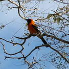 Oriole à dos orange