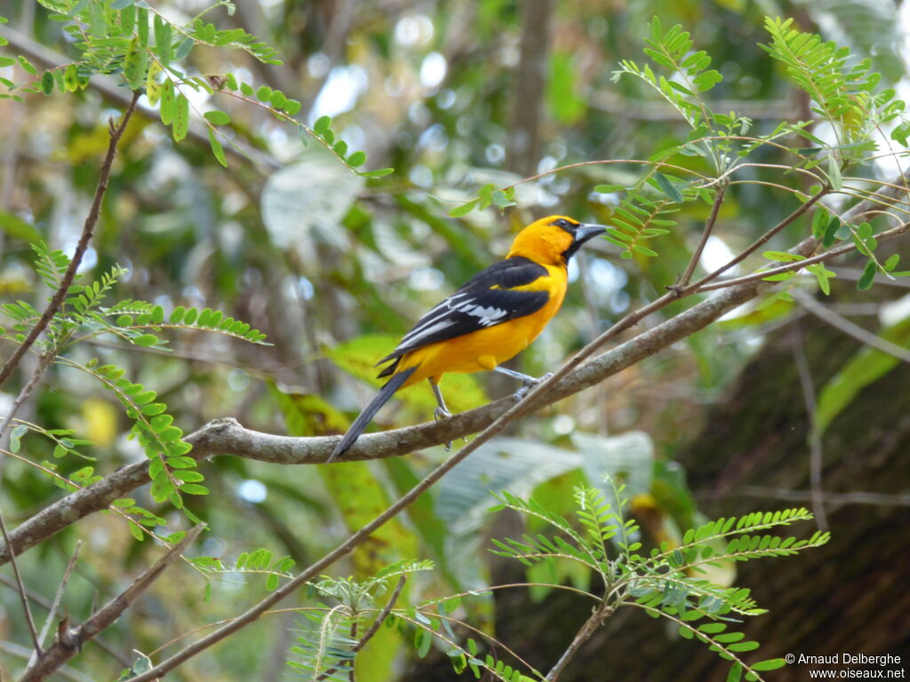 Altamira Oriole