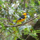 Oriole à gros bec