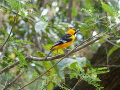 Altamira Oriole